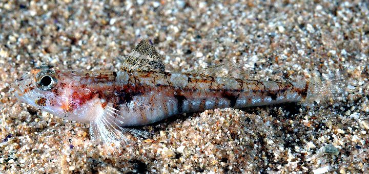 Pomatoschistus pictus_008